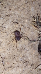 Scytodes