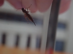 Tromatobia lineatoria