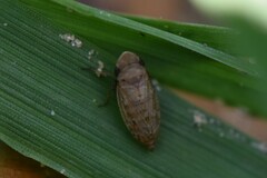 Anoscopus