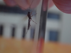 Tromatobia lineatoria