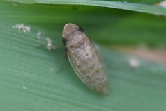 Anoscopus