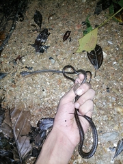 Chironius septentrionalis