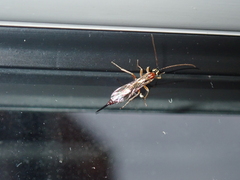 Tromatobia lineatoria