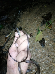 Chironius septentrionalis