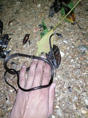 Chironius septentrionalis