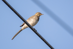 Motacilla alba