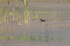Gallinula chloropus