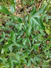 Nandina domestica