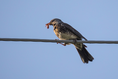 Turdus pilaris