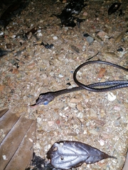 Chironius septentrionalis