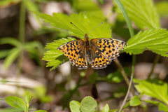 Boloria euphrosyne