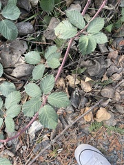 Rubus armeniacus