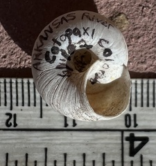 Oreohelix