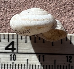 Oreohelix