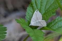 Scotopteryx