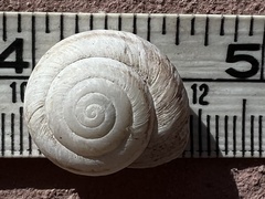 Oreohelix