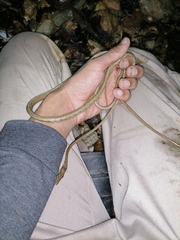 Oxybelis rutherfordi