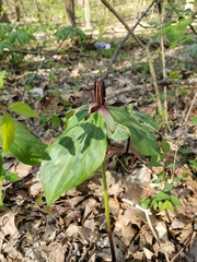 Trillium stamineum