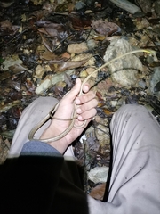 Oxybelis rutherfordi