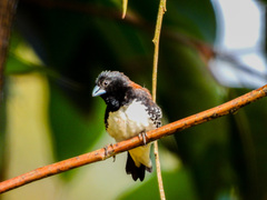Spermestes bicolor