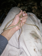 Oxybelis rutherfordi