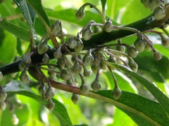 Melicytus macrophyllus