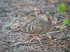 Columbina talpacoti