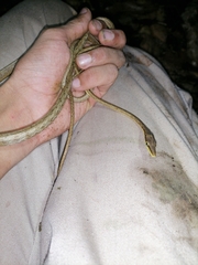 Oxybelis rutherfordi