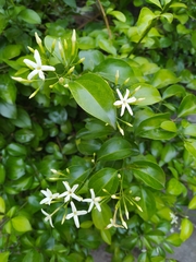 Jasminum dichotomum