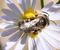 Anthophorula