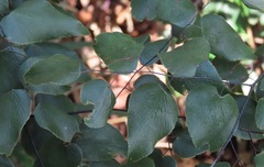 Adiantum subcordatum