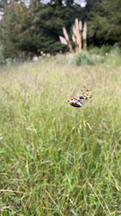 Neoscona orizabensis