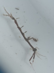 Caprella