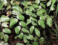 Adiantum subcordatum