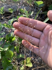 Aira elegans