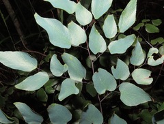 Adiantum subcordatum