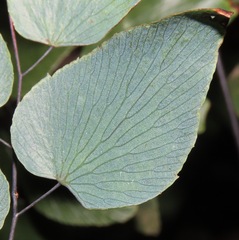 Adiantum subcordatum