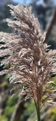 Cortaderia nitida