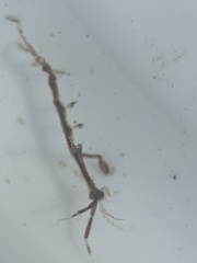 Caprella