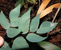 Adiantum subcordatum