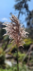 Cortaderia nitida