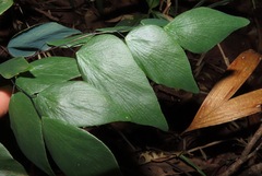Adiantum subcordatum