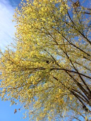 Acer negundo