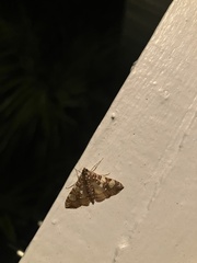 Glyphodes sibillalis