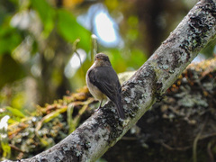 Muscicapa adusta