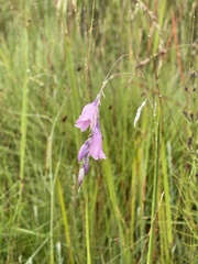 Dierama