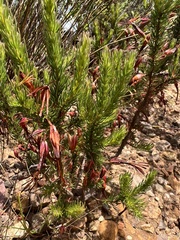 Erica plukenetii