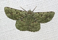 Aeolochroma viridicata