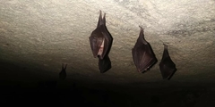 Rhinolophus hipposideros