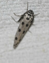 Ethmia sphaerosticha